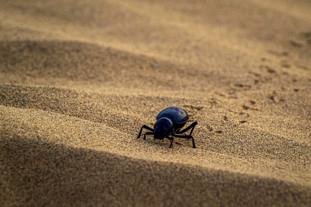 Close-up of a black beetle navigating the sand dunes in Jaisalmer, India.