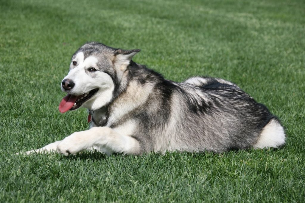 A cute Alaskan Malamute dog lying on grass with its tongue out at a park in Southborough, MA.