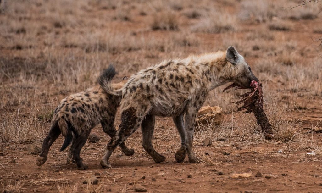 Close-up of two spotted hyenas scavenging in the savannah.