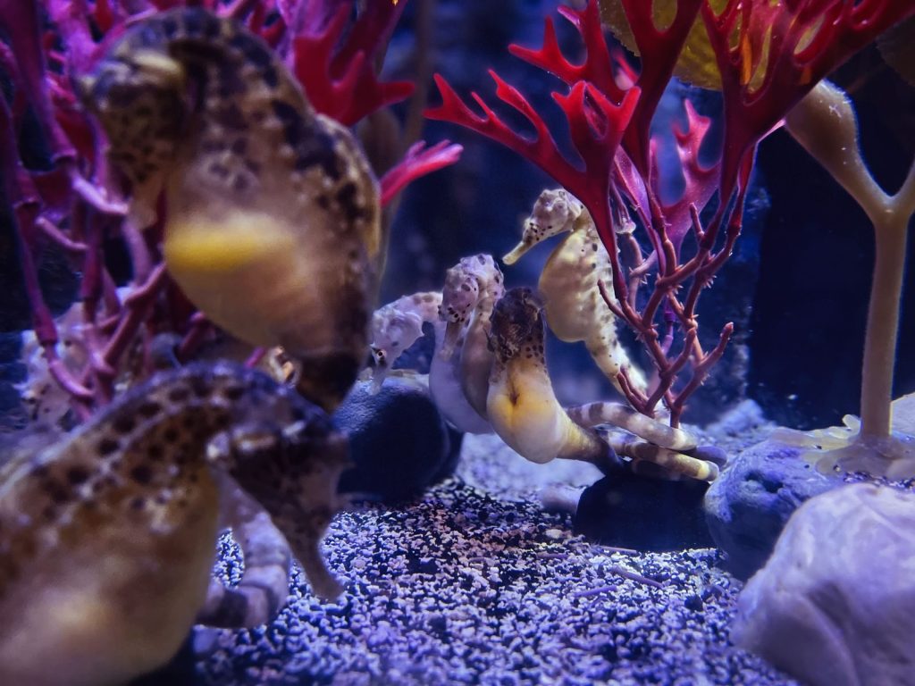 Close-up of colorful seahorses with vibrant coral in an Orlando aquarium.