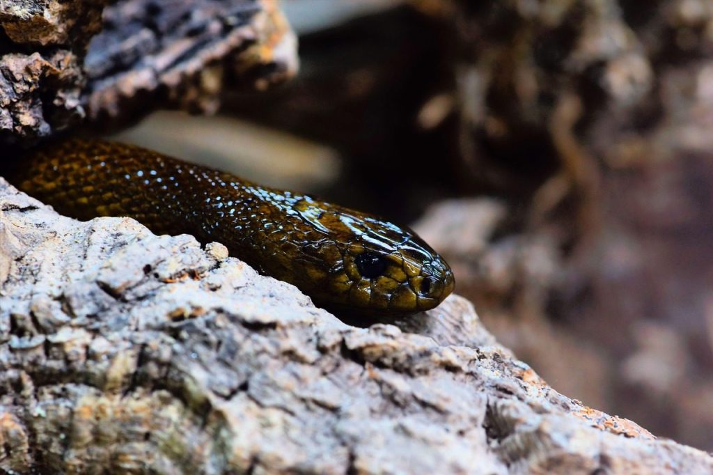 line, inland taipan, nature, threatening, most poisonous snake in the world, australia, wildlife, beautiful, fatal, dandruff, very beautiful, animal, close up, dangerous, fascinating, eye, terrarium, poisonous, venomous snake, reptile, head, portrait, queensland, desert, neurotoxin