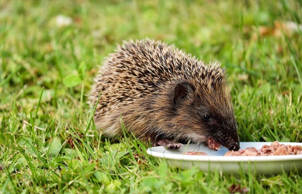 hedgehog, animal, mammal, hannah, nager, rodent, meal, eating, eat, nature, small, small animal, prickly, close up, animal world