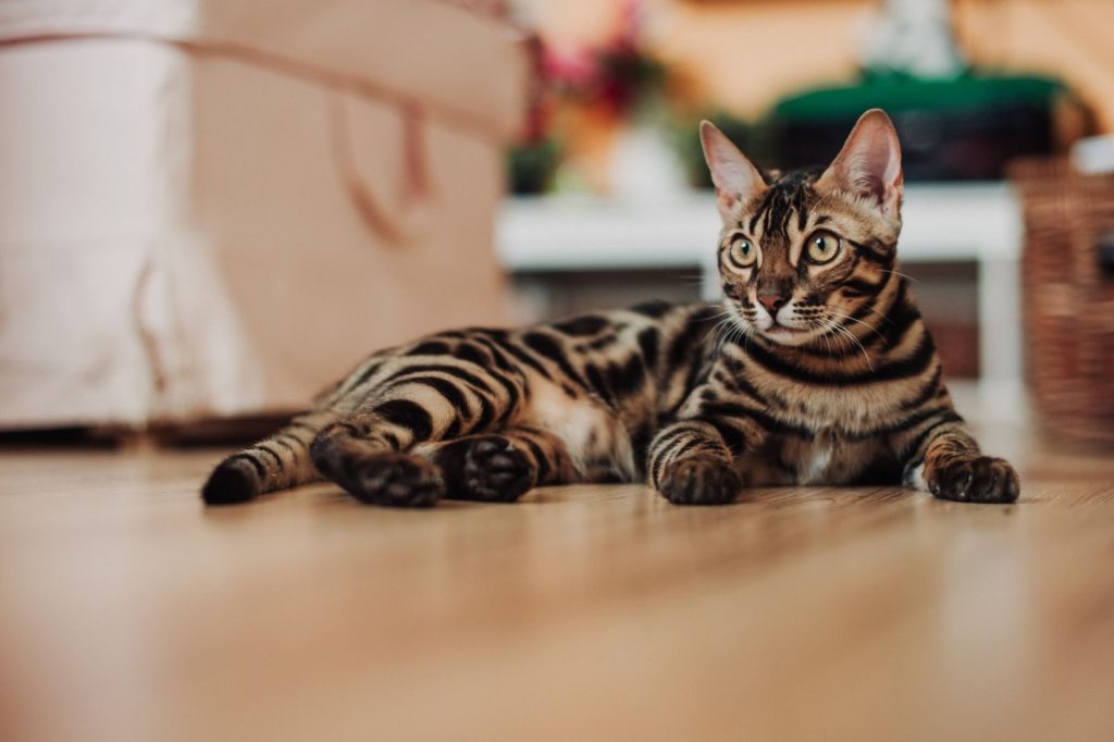Close-up of a Bengal cat lounging on a hardwood floor in a warm home setting.