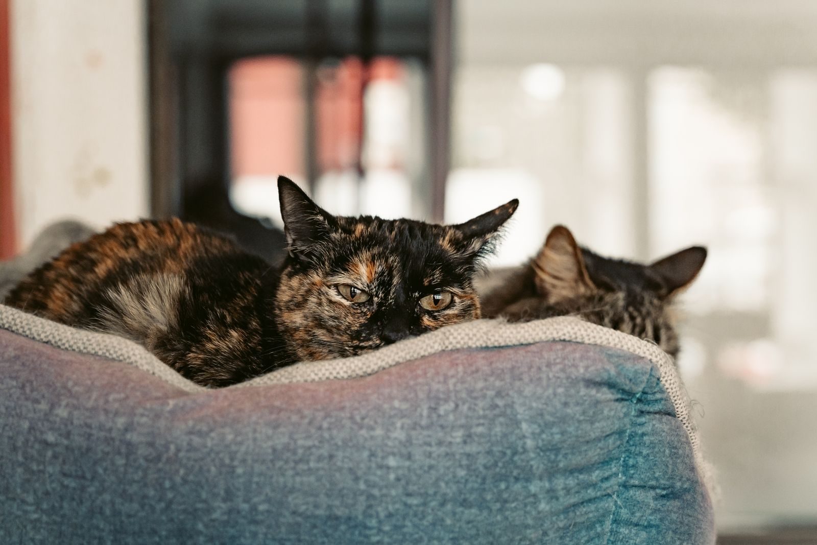 Two cats relax in a cozy pet bed indoors, showcasing comfort and companionship.