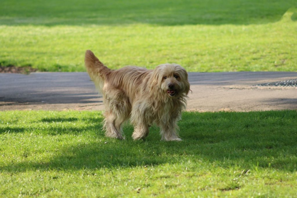 A fluffy, long-haired dog enjoying the outdoors on a bright sunny day.