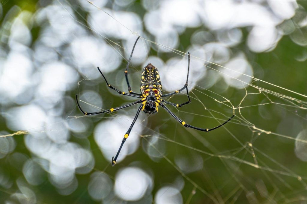 Vibrant yellow and black spider centered in its web with a natural bokeh effect.