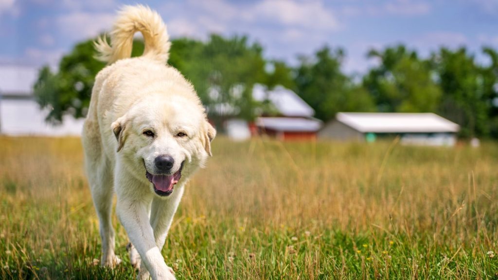 A happy Pyrenean Mountain Dog walking through a sunny field with barns in the background.