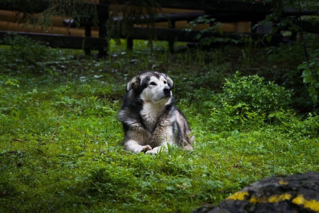 Charming image of an Alaskan Malamute lying on lush green grass, perfect for pet enthusiasts.