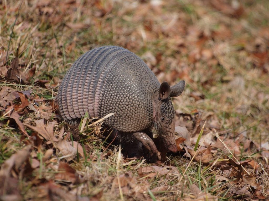armadillo, natchez, trace, parkway, nine, banded, armadillo, armadillo, armadillo, armadillo, armadillo