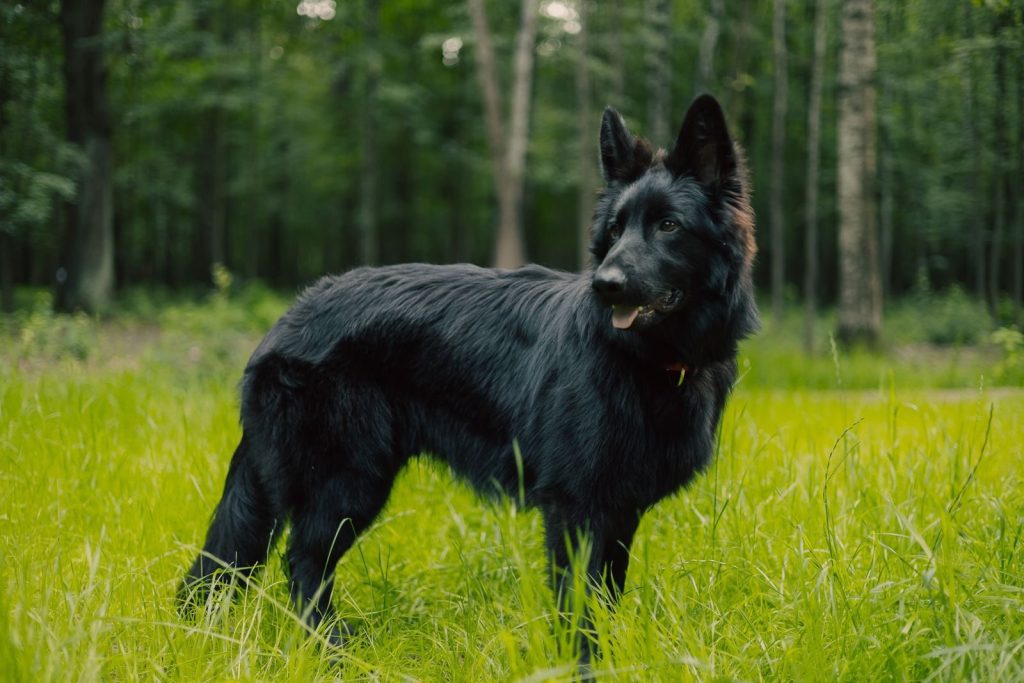 A stunning black shepherd dog standing in a verdant forest, showcasing its strong build.