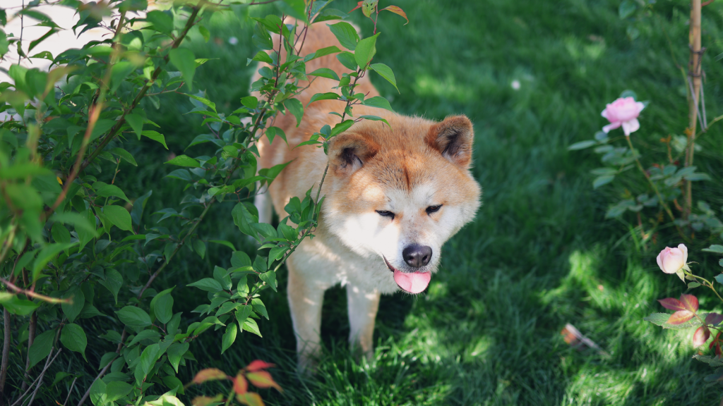 Charming Akita Inu dog enjoying a sunny day in a lush green garden.