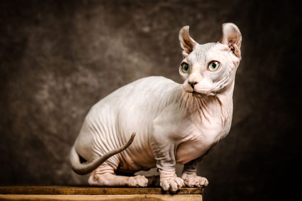 Striking studio portrait of a Sphynx cat with green eyes against a textured background.