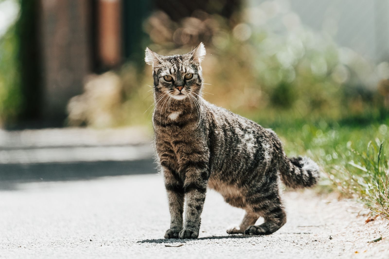 Adorable tabby cat standing confidently on a bright sunny street, showcasing its charming presence.