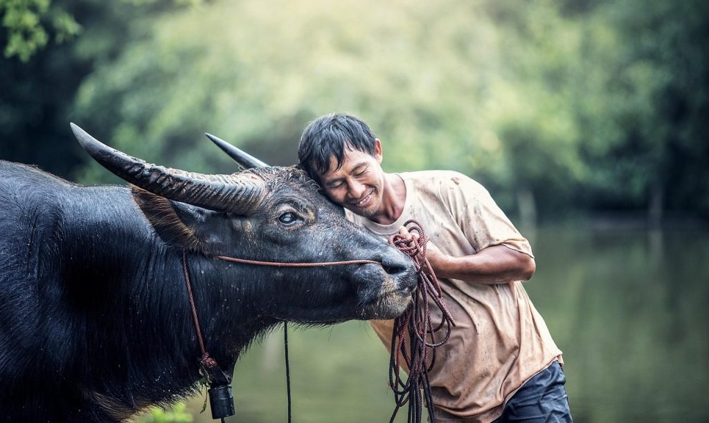 animals, asia, buffalo, cambodia, cow, farm, farmer, farmland, being friendly, friend, livestock, mammal, myanmar, burma, countryside, nature, thailand, vietnamese, water, man