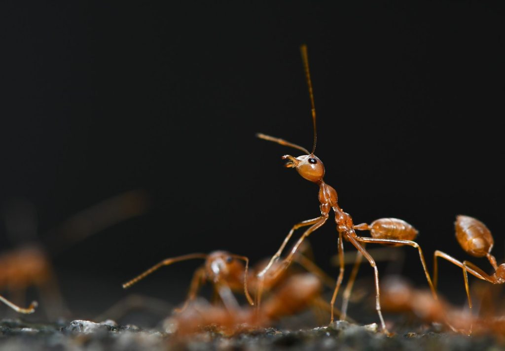 Close-up view of red ants showcasing their intricate behaviors and structures.