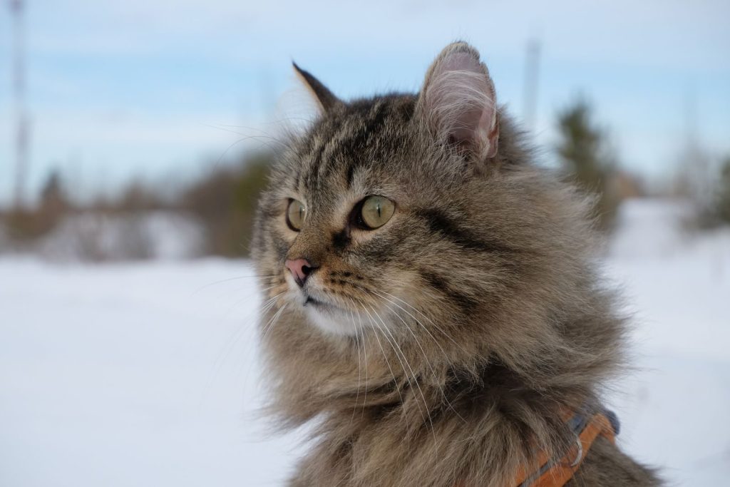 Adorable fluffy cat enjoying the snowy outdoors, perfect for winter-themed images.