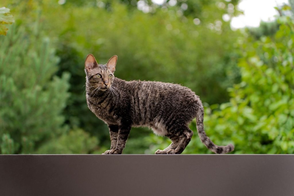 Curious tabby cat standing on a wall with lush green background.