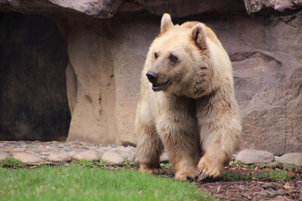bear, animal, hair, grizzly, nature, zoo, cute, animals, polar bear, fauna, looking, eyes, animal world, mammal, white, paws