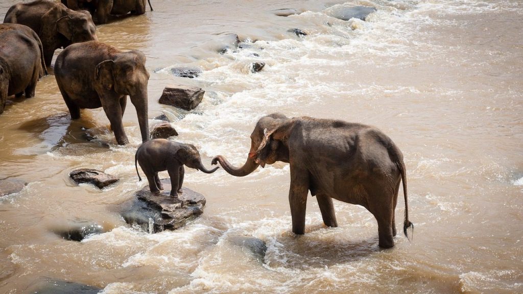 elephants, family group, river, wildlife, nature, mammal, wild, safari, baby elephant, indian elephant, elephants, elephants, elephants, elephants, elephants, river, safari, baby elephant