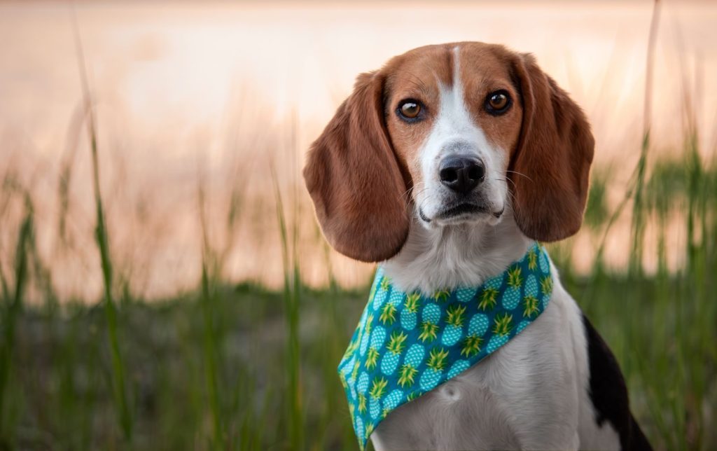 Charming beagle portrait outdoors with a pineapple-patterned scarf at sunset.