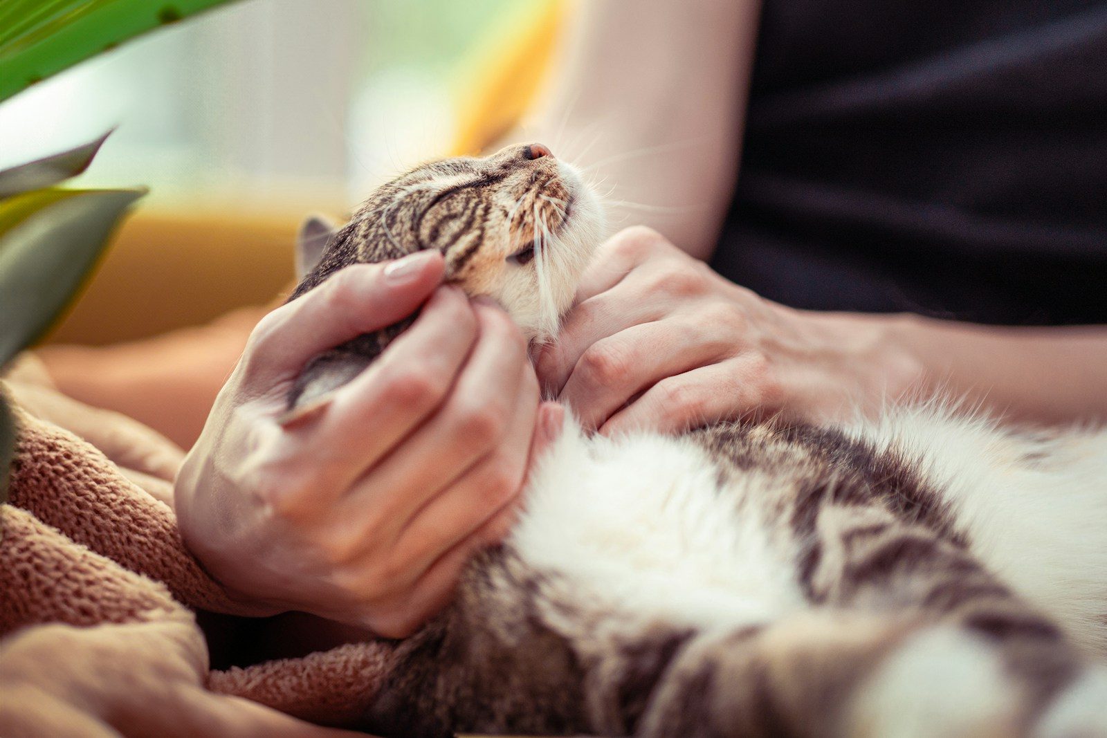 How to Rebuild Your Cat’s Trust After a Mistake According to Experts