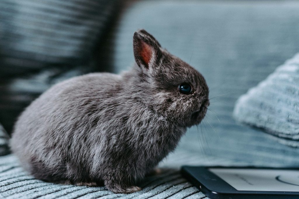 a rabbit sitting on a couch next to a tablet