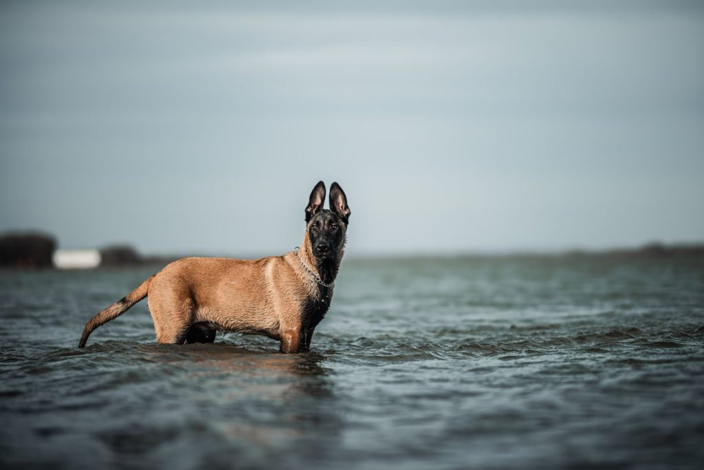 A Belgian Malinois dog standing in shallow water, showcasing its alert posture and calm surroundings.