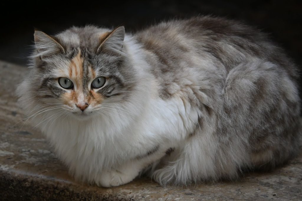 A long-haired, grey cat with distinctive orange spots sits calmly in Sperlonga, Italy.