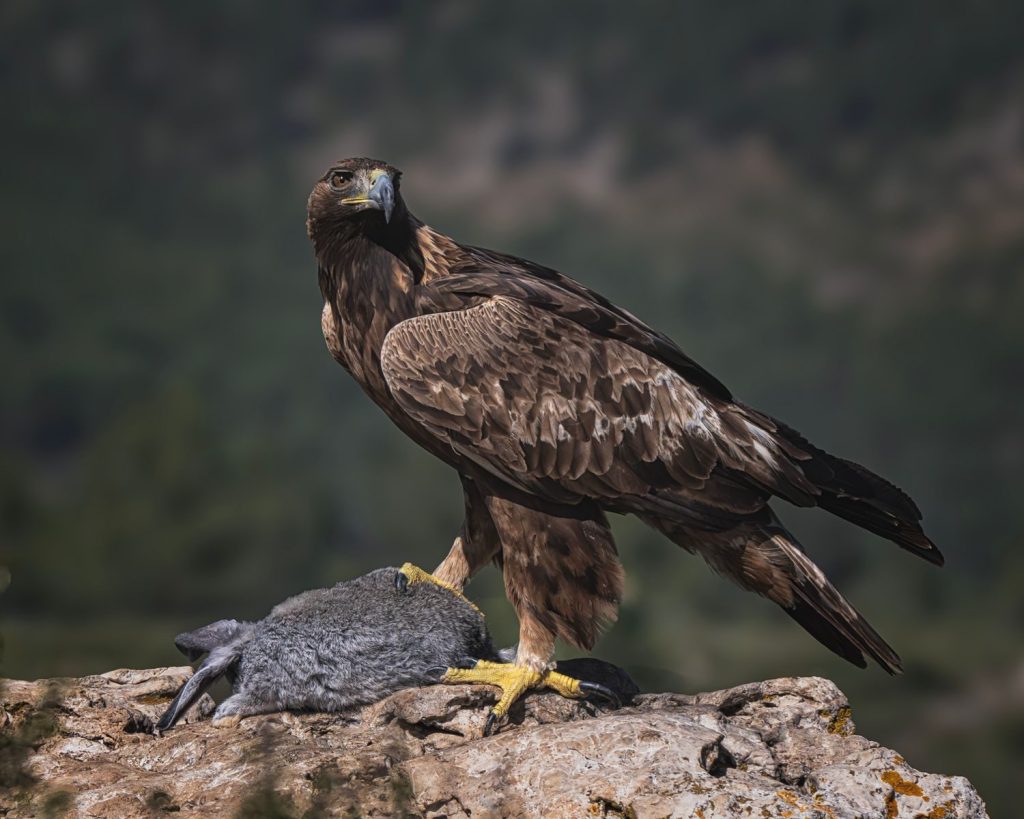 Golden eagle perched on rocky cliff holding prey, showcasing its power and majesty.