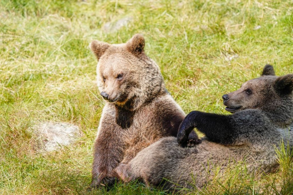Adorable grizzly bear cubs sitting in a sunny meadow, enjoying the bright day.