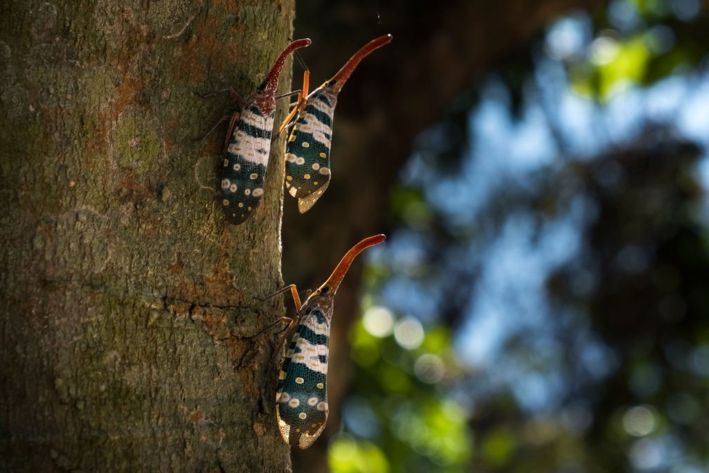 Detailed image of vibrant lanternflies climbing a tree in daylight.