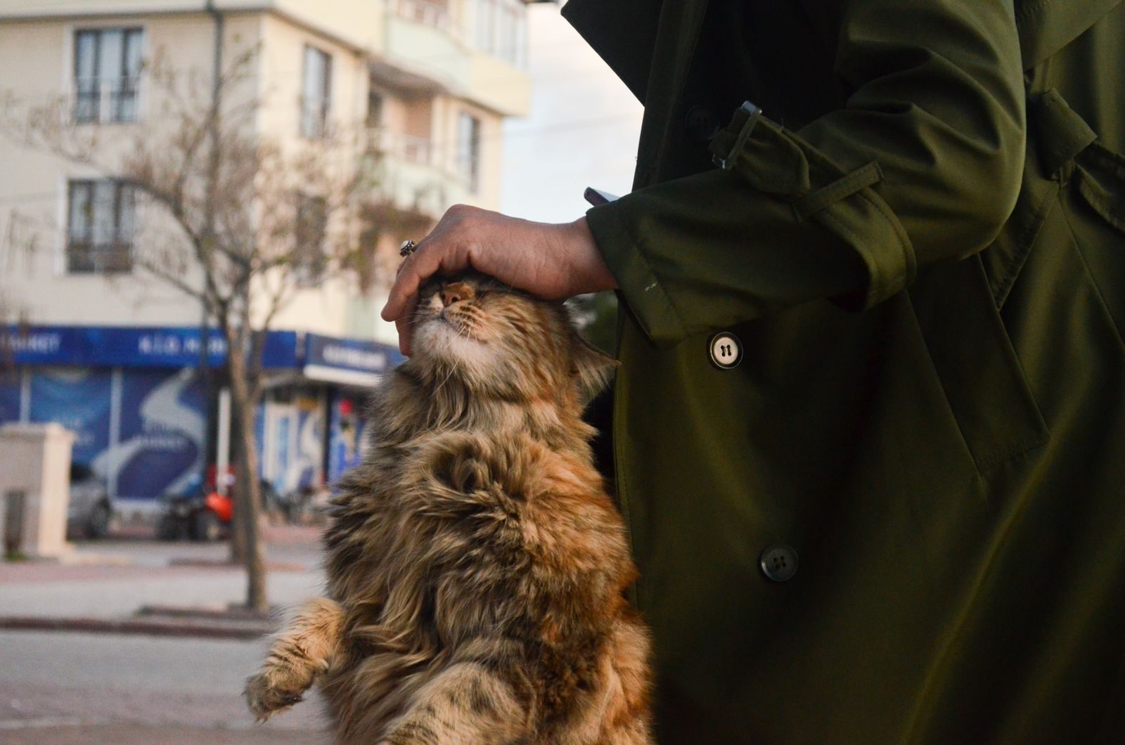 A person in a green coat gently pats a fluffy cat on an urban street corner.