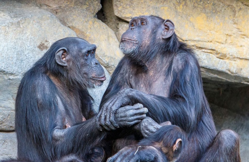 Captivating image of two chimpanzees engaging gently inside a zoo habitat with rocky background.