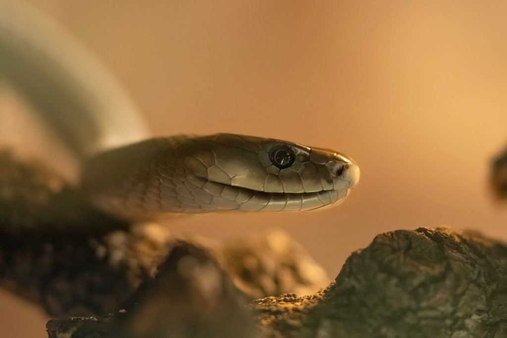 Detailed close-up of a snake on a branch with a warm backdrop in Madrid.