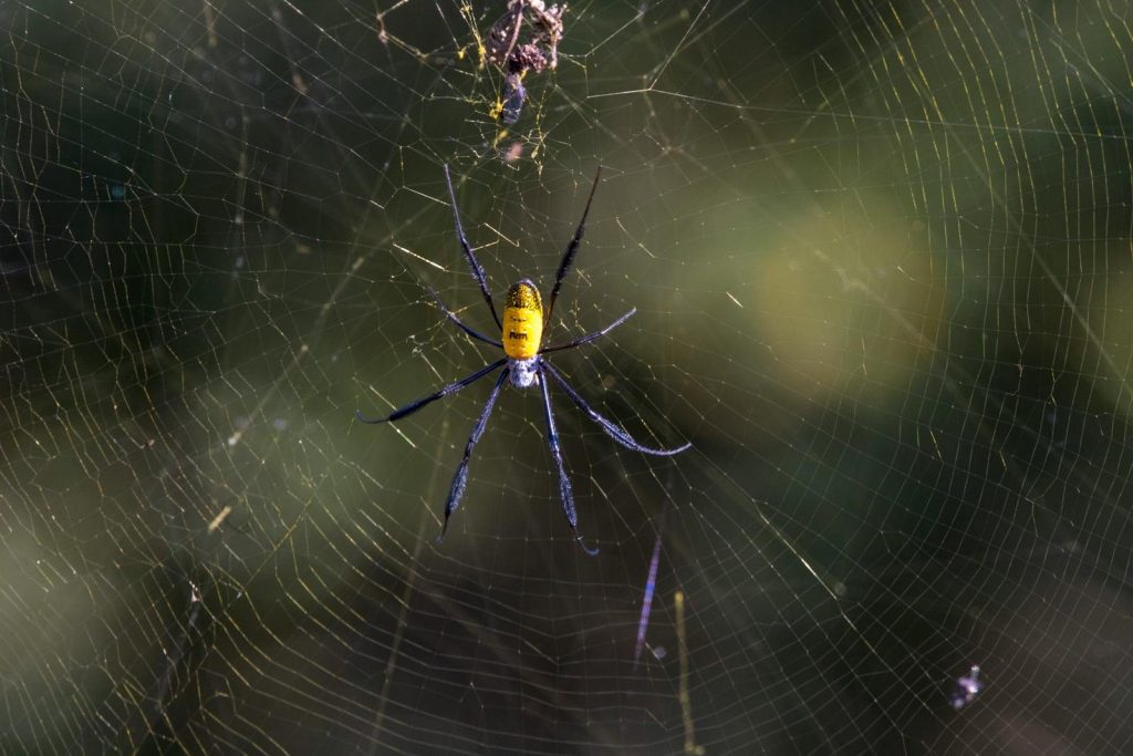 Close-up of a Joro spider (Trichonephila clavata) sitting in its web outdoors, showcasing intricate web details.