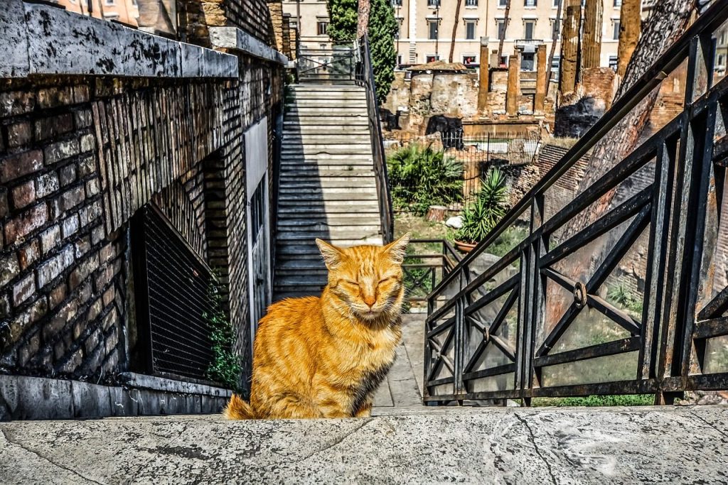 cat, feline, pet, kitty, rome, roman, italy, italian, shelter, stray, animal, ruins, torre, argentina, ancient, stairs, furry, character, tabby, orange, old, whisker, nature, rough