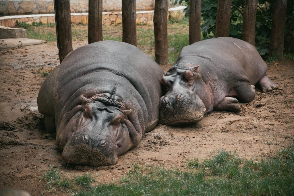 Two hippos lounging peacefully in an outdoor zoo enclosure, captured in Hungary.