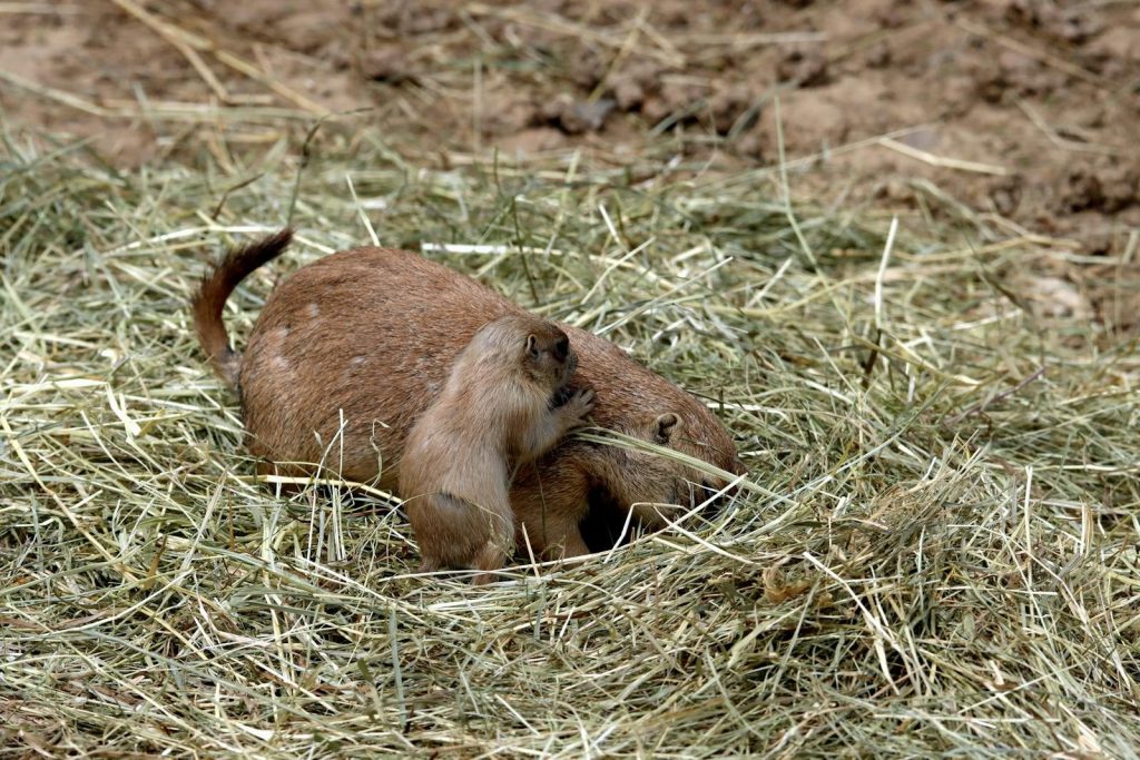 Adorable prairie dog pup interacting with its mother in a grassy nest.