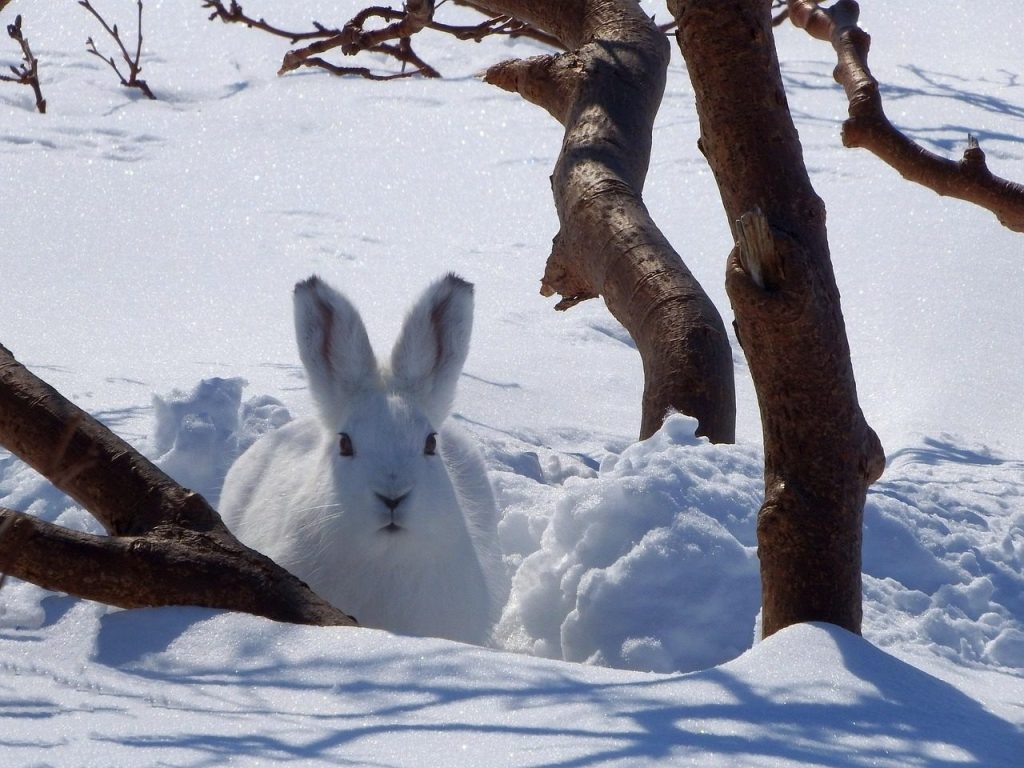 hare, nature, whitey, animal, rodent, winter, snow, nora, disguise, snowdrift, shelter