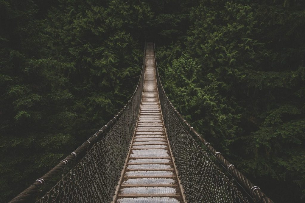 dark, trees, plant, nature, forest, travel, hanging bridge, adventure, hanging bridge, hanging bridge, hanging bridge, hanging bridge, hanging bridge