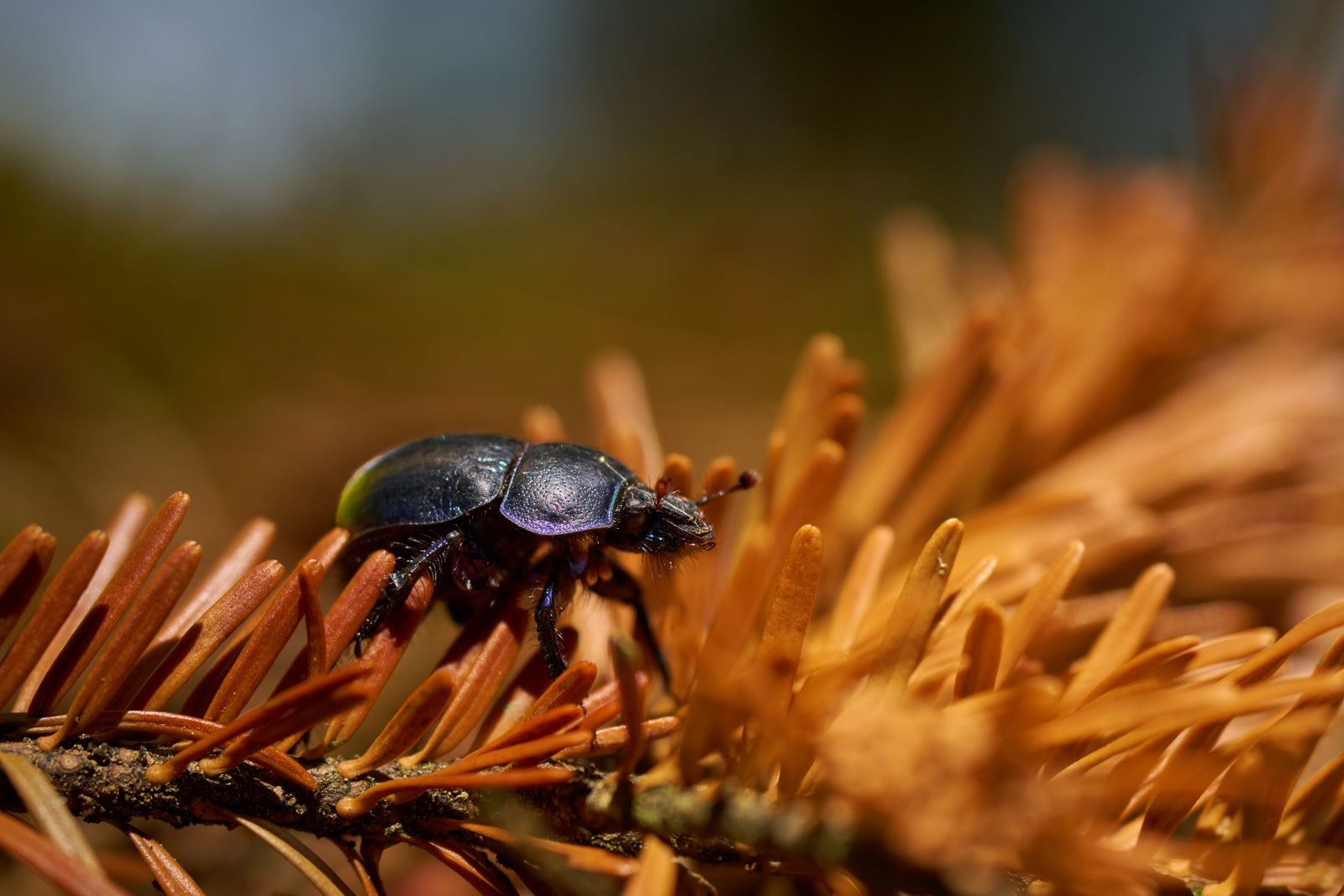 Macro shot of a dung beetle on dried pine needles, showcasing intricate details and natural habitat.