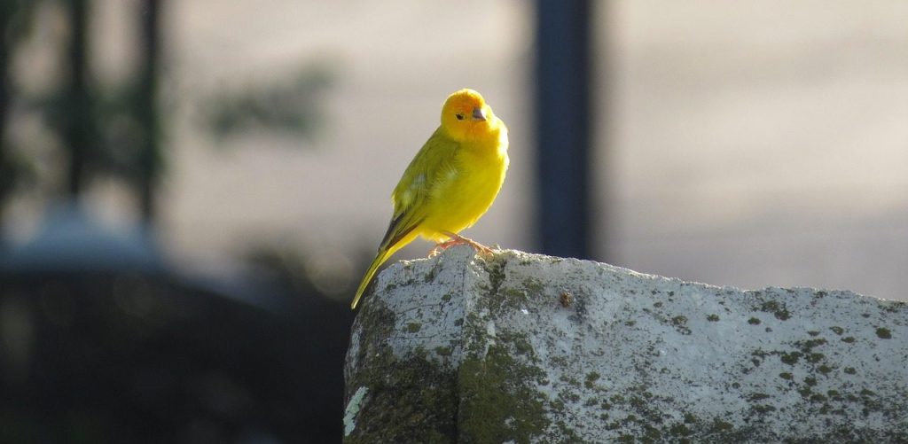 nature, bird, canary, canary, canary, canary, canary, canary