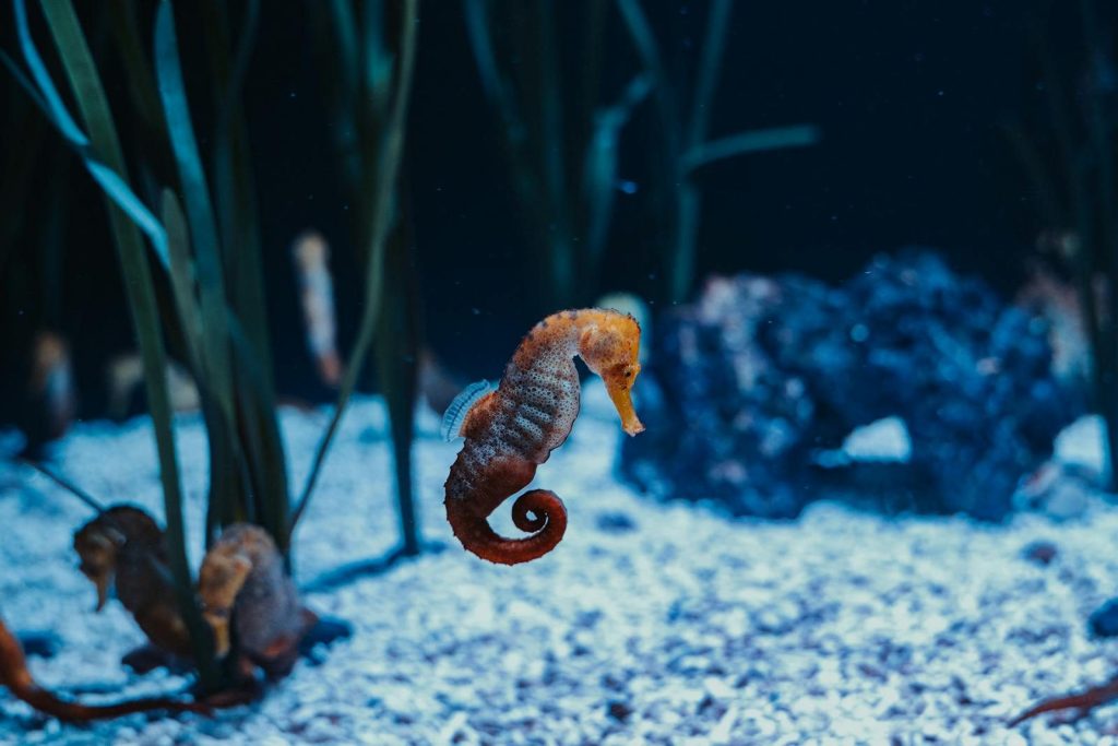 A slender seahorse gracefully swims in a vivid marine aquarium, surrounded by sea life.