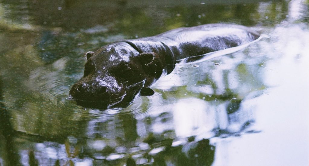 A serene image capturing a hippopotamus partially submerged, reflecting its surroundings on the water's surface.