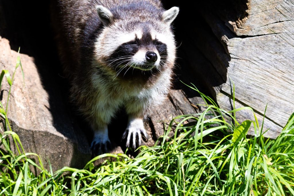 Close-up of a cute raccoon looking out among the grass and logs in its natural habitat.