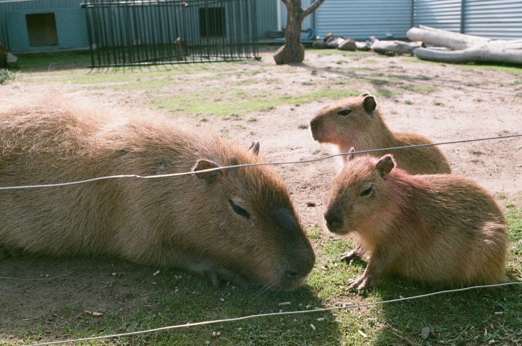 A family of capybaras lounging on grass in an outdoor zoo enclosure.