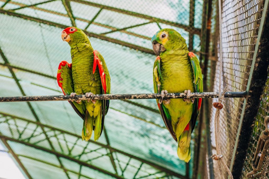 Two vibrant green parrots perched on a metal bar inside a zoo enclosure.