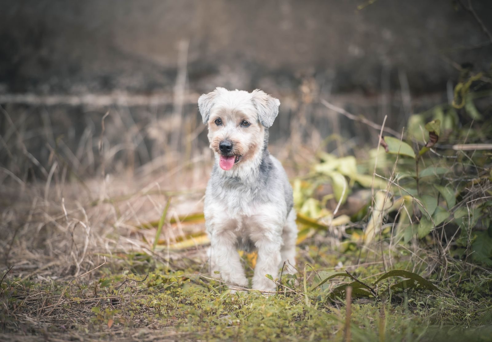 Charming portrait of a cute terrier puppy standing in a field, showcasing its playful nature.