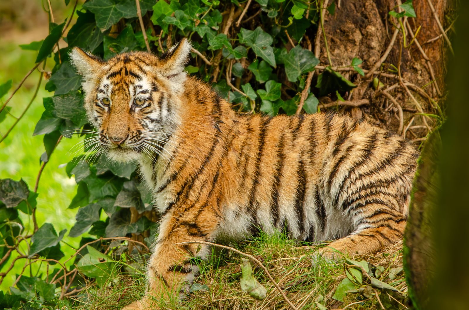 Young tiger cub with striking stripes resting amidst lush greenery in the jungle. A captivating wildlife portrait.