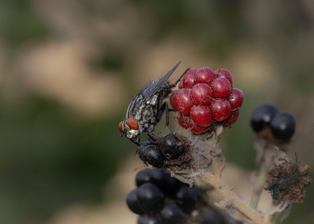 Close-up image of a fly perched on ripe red and unripe black berries with a blurred natural background.
